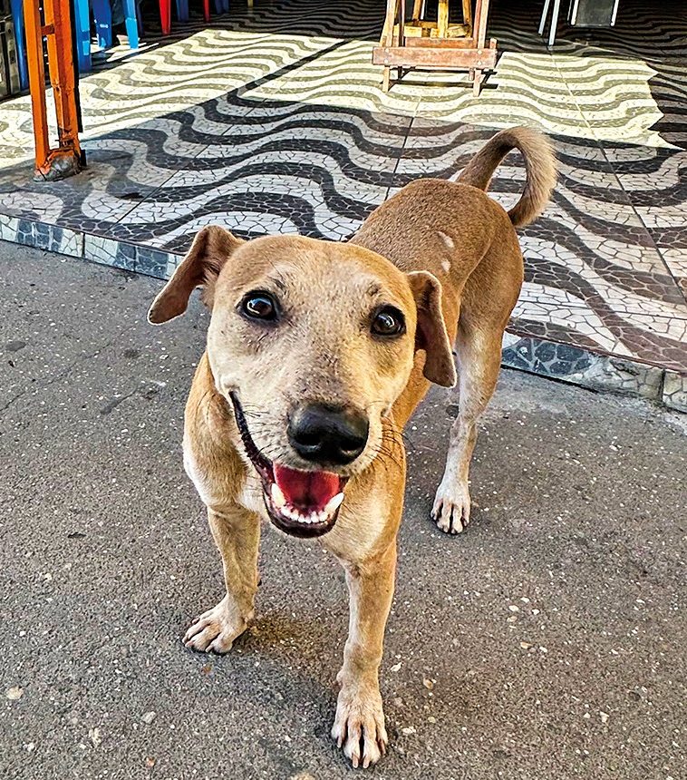 Cachorro caramelo sorridente na calçada de um bar com piso de ondas pretas e brancas. Ao fundo, um homem de óculos e camiseta clara sentado em uma mesa azul, com grafites do Bob Esponja e coqueiros na parede