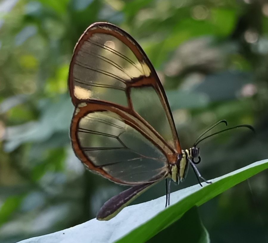 Borboleta de asas transparentes com bordas marrons e veias escuras, pousada em uma folha verde clara, com fundo de folhagem borrada