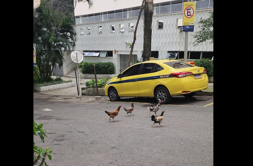 galinhas s