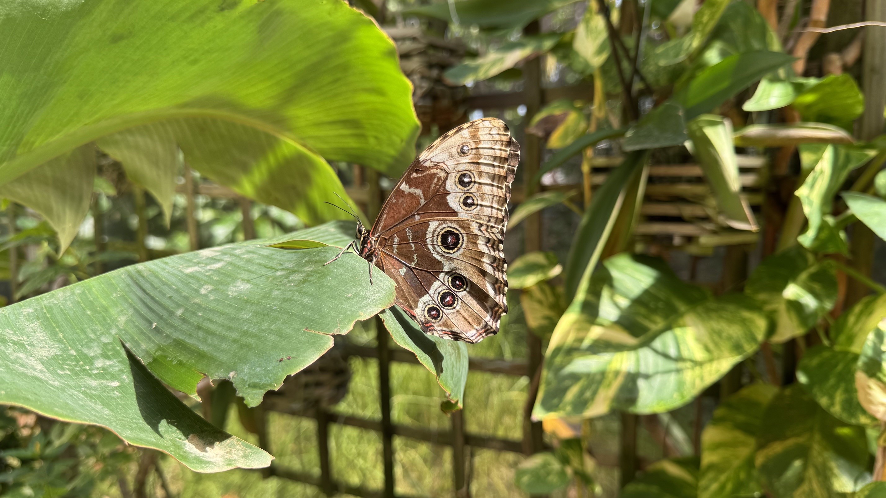 Borboleta marrom e bege com grandes círculos pretos e brancos nas asas, pousada em uma folha verde, em meio a folhagens tropicais