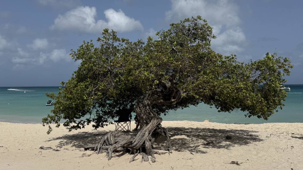Fofoti – árvore símbolo de Aruba