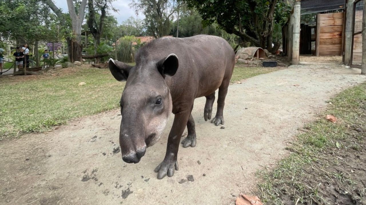Bioparque cariocas escolher nome anta recém-chegada