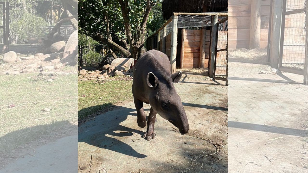 Nome escolhido anta Bioparque Rio
