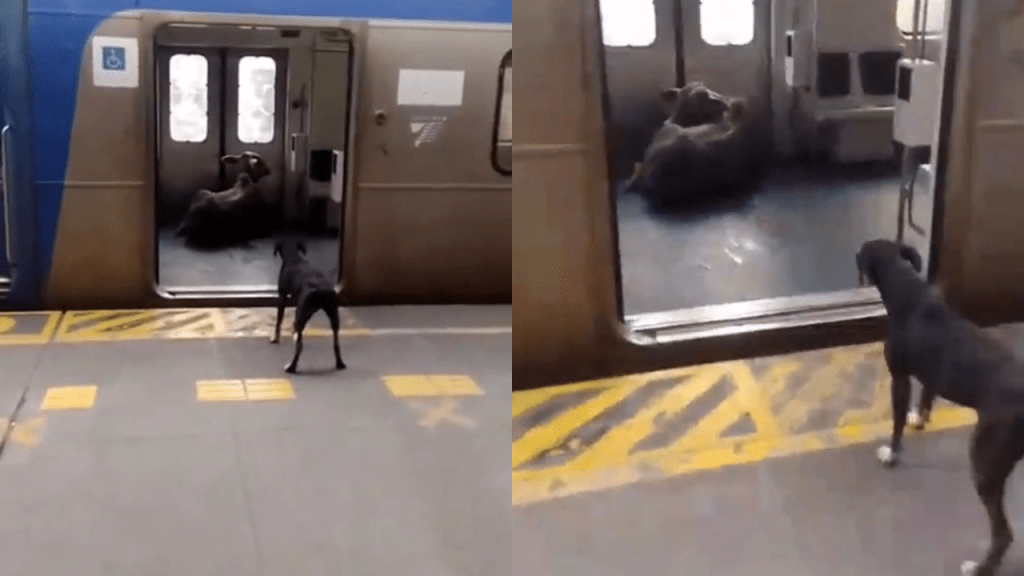 As reações dos passageiros ao bezerro que invadiu estação de trem no Rio