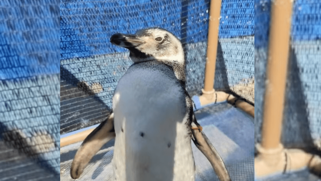 Por que pinguins-de-magalhães aparecem na Costa Verde no inverno