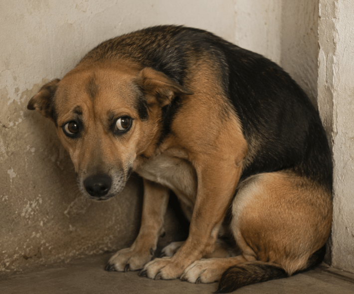 Cachorros também são vítimas de vicaricídio