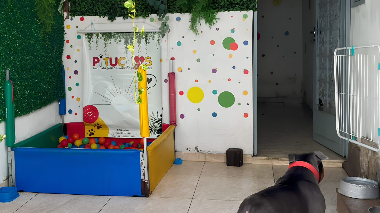 Donos de creche pet em Botafogo são indiciados por maus-tratos