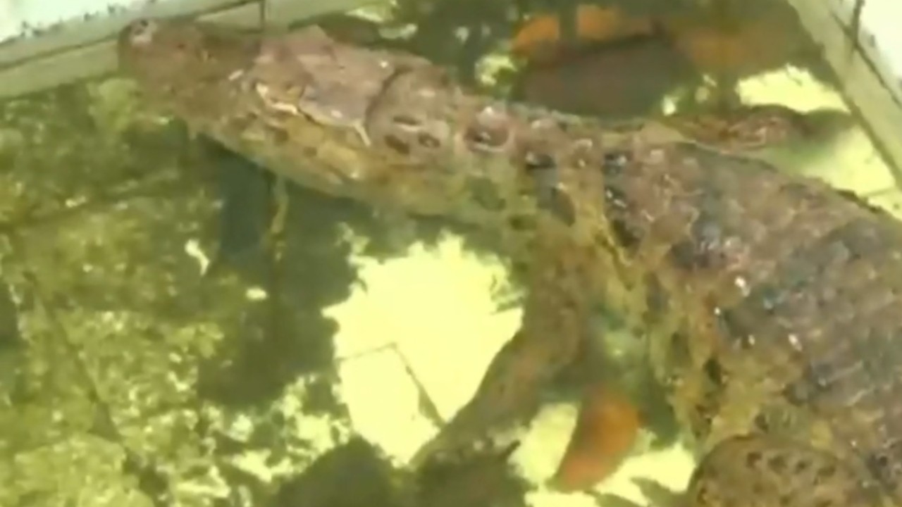 Jacaré de pele marrom-esverdeada e escamas visíveis, parcialmente submerso em água turva e esverdeada, com alguns peixes alaranjados nadando ao redor