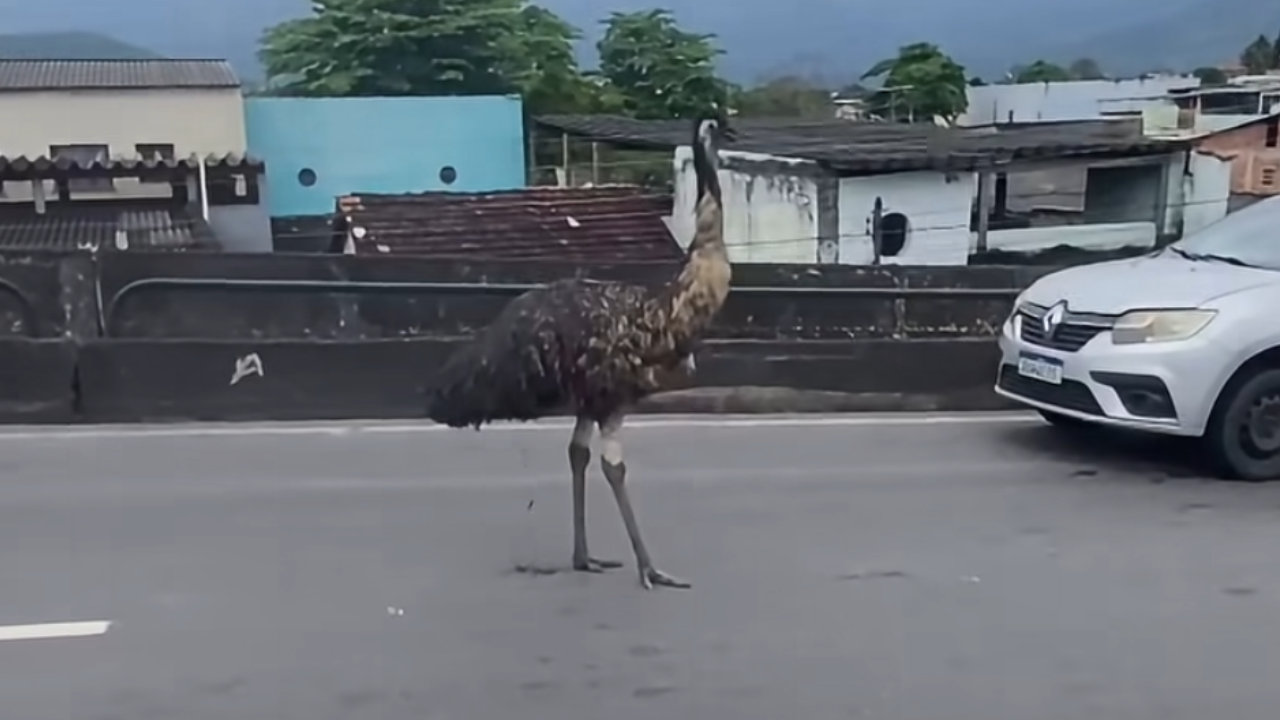 Patrulha Ambiental tenta descobrir paradeiro de emu visto em Campo Grande
