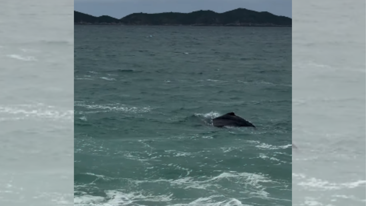 Baleia aparece bem perto da areia na Praia de Itaipuaçu. Veja o vídeo
