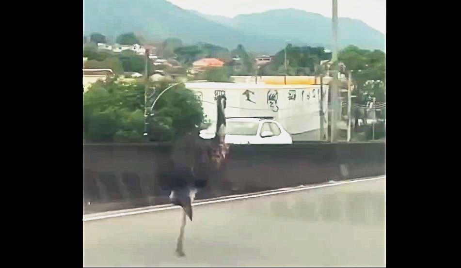 Ave gigante assusta motoristas em Campo Grande (vídeo!)