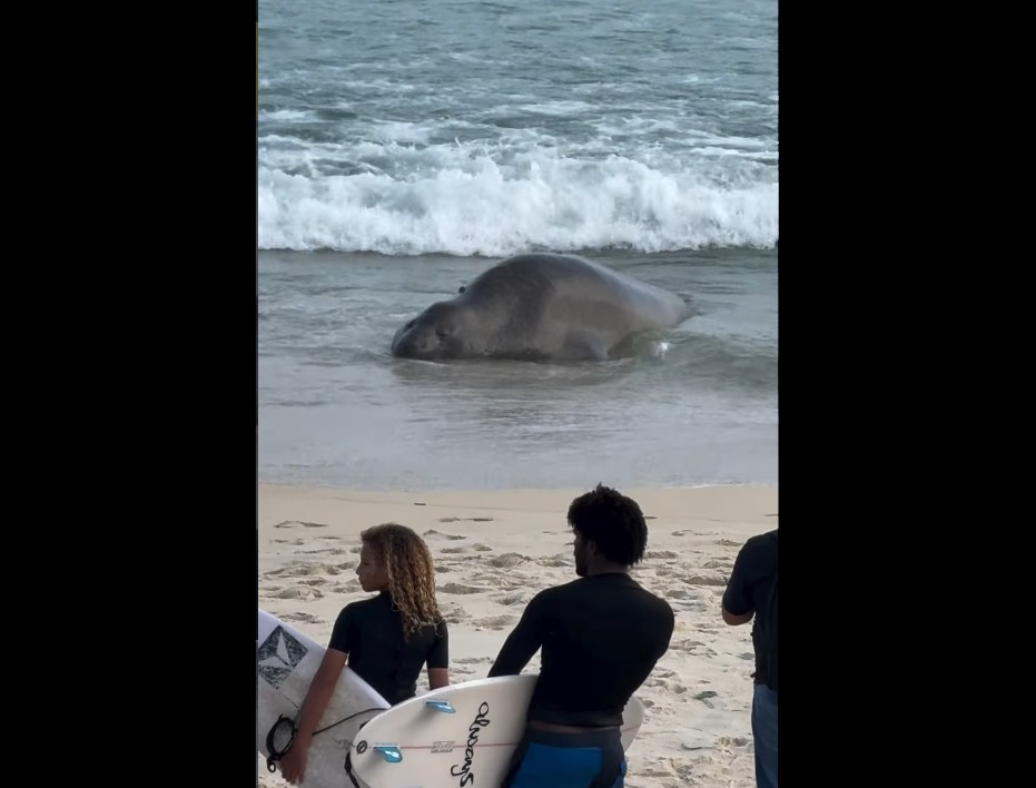 Um peixe-boi cinza na água rasa da praia, com ondas quebrando. Três surfistas, um com cabelo cacheado loiro e dois homens, observam da areia, segurando suas pranchas
